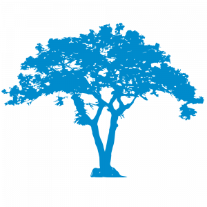 flamboyant bleu
