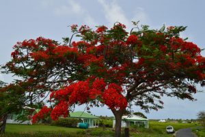 Flamboyant