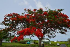 Flamboyant de la Guadeloupe